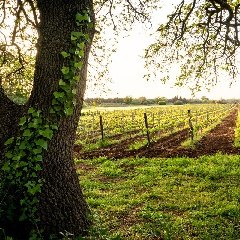 menhir salento wine experience_0001_7