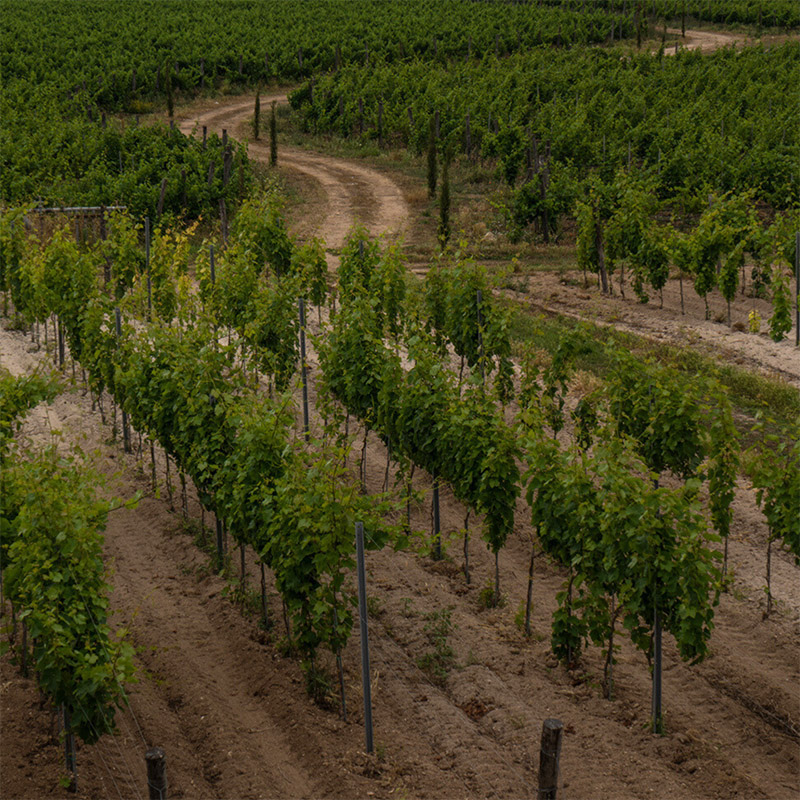 menhir salento wine experience_0003_5