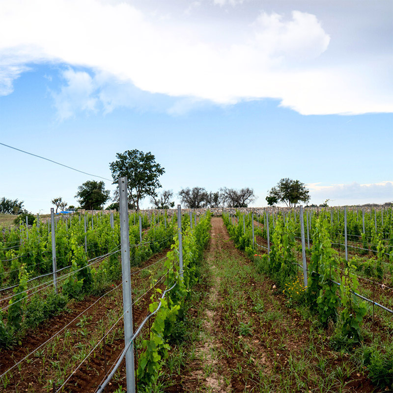 menhir salento wine experience_0004_4